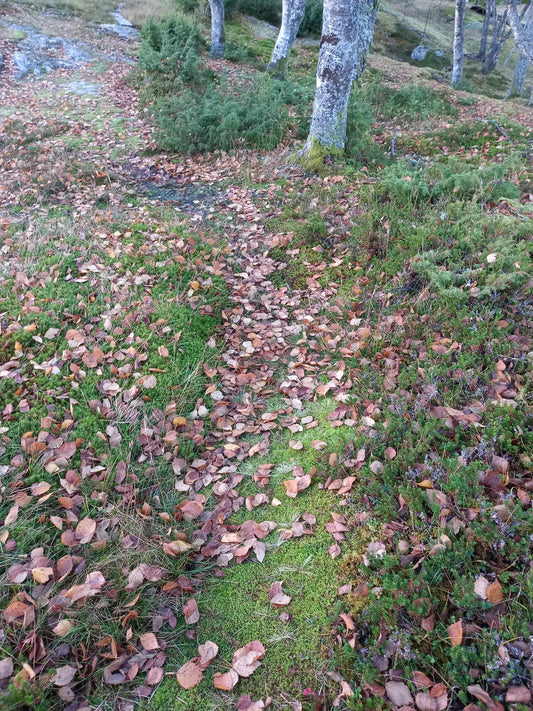 Kanalisering. Livsvei.