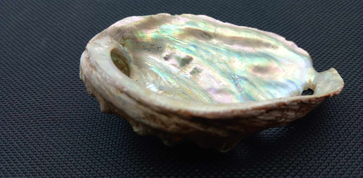 Abalonesjell. Mini