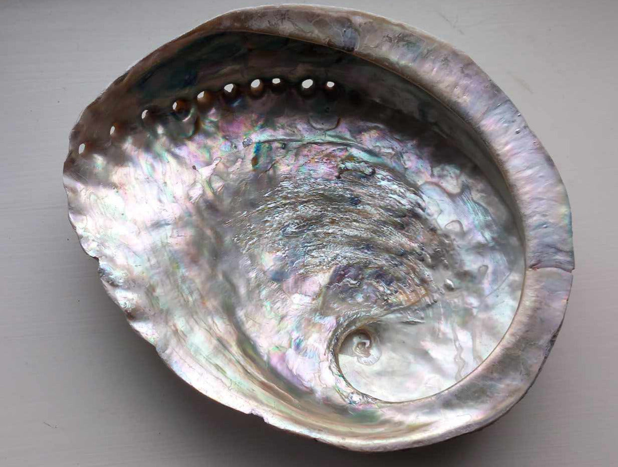 Abalone skjell i forskjellige størrelser