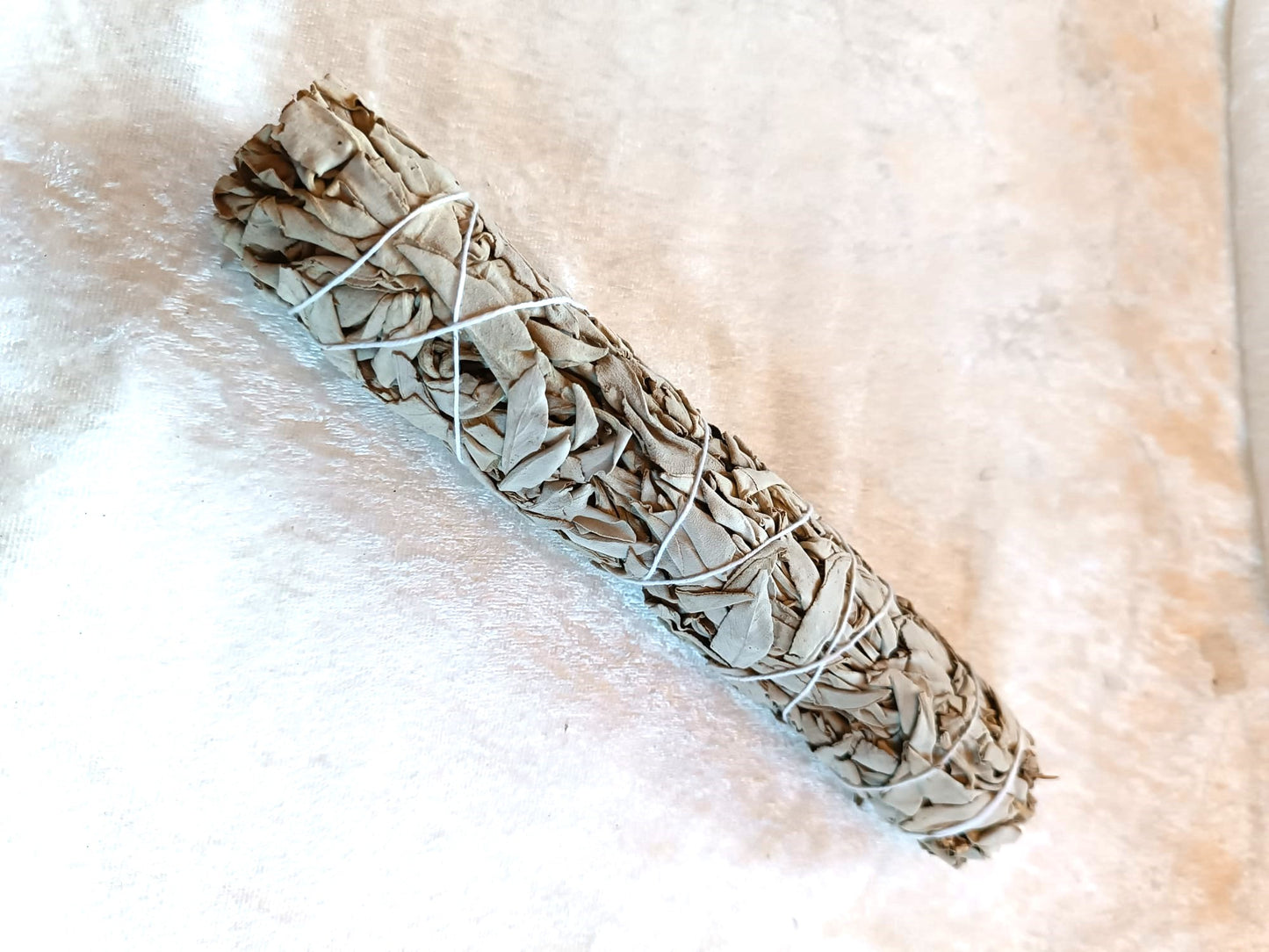 Salvie hvit / White sage / Salvia apiana