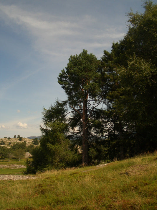 Kanalisering. Still deg i lyset