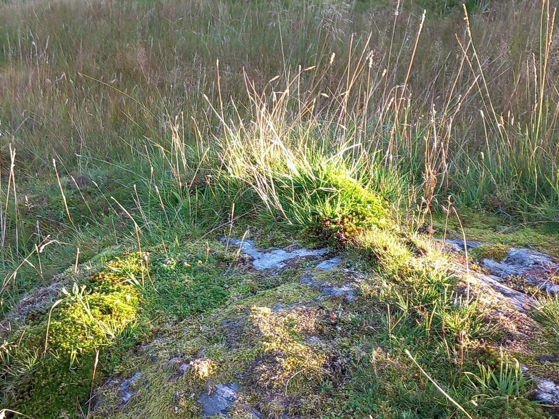 Kanalisering. Når lyset leder