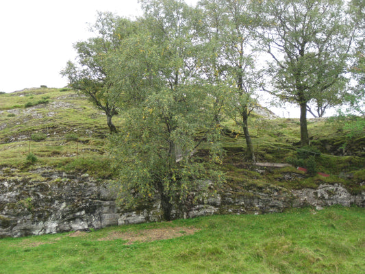 Kanalisering. Sang over verden