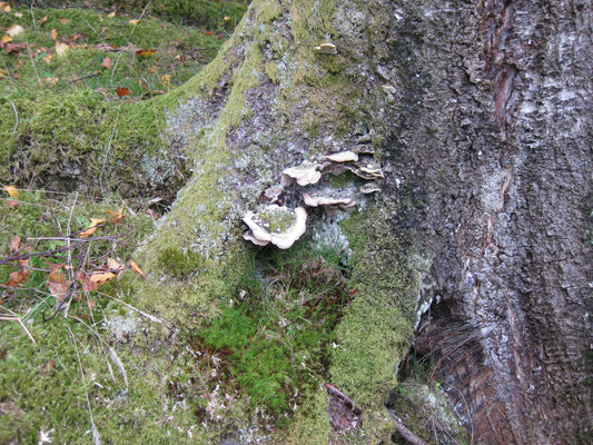 Kanalisering. Avsløringer