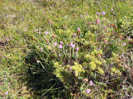 Kanalisering. En blomst i himmelens bed.