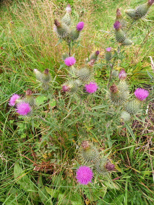 Kanalisering. Indre sannhet