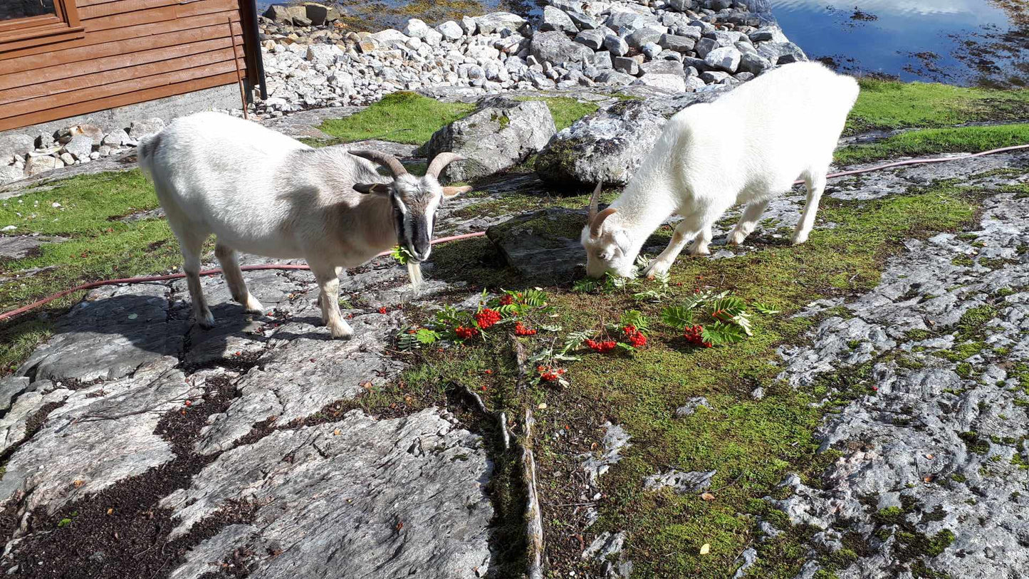 Rekreasjonsstedet Raunøy / feriested / airbnb