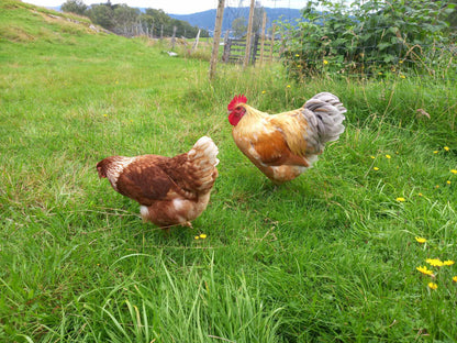 Rekreasjonsstedet Raunøy / feriested / airbnb